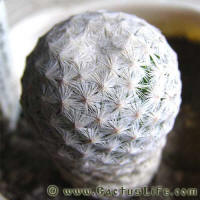 Mammillaria herrerae