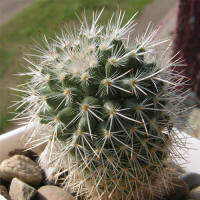 Mammillaria lanigera Lau1128