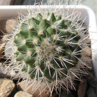 Mammillaria lanigera Lau1128