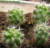 Mamillaria insularis