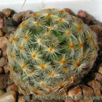 Mamillaria schiedeana