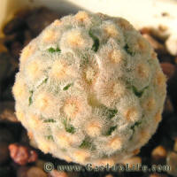 Mammillaria theresae albiflora