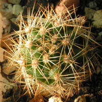 Matucana huagalensis