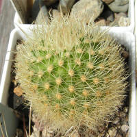 Matucana haynei ssp. myriacantha L173