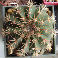 Melocactus conoideus