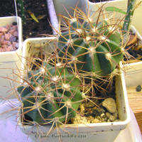 Melocactus curvispinus