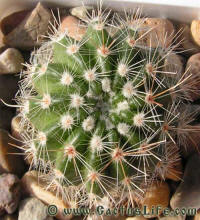 Notocactus muegelianus HU82