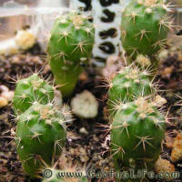 Notocactus submammulosus VG019