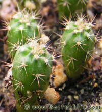 Notocactus submammulosus VG019