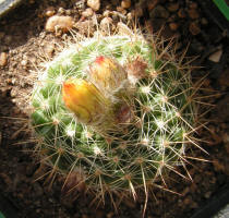 Parodia maassii