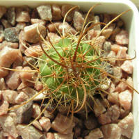 Parodia maassii