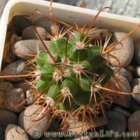 Parodia maassii KK826