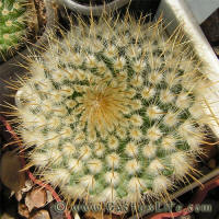 Parodia mutabilis