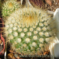 Parodia mutabilis