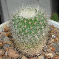 Parodia scopa ssp. succinea