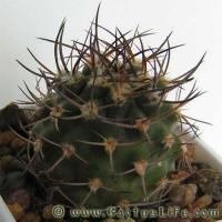 Pyrrhocactus catamarcensis Lau505