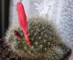 Rebutia Minuscula