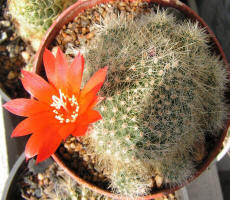 Rebutia Minuscula