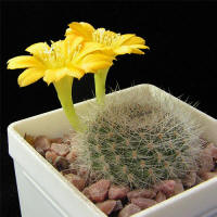 Rebutia aff. senilis