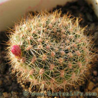 Rebutia violaciflora