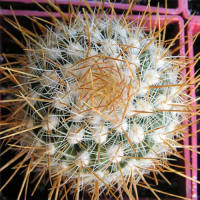 Stenocactus albatus