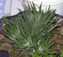 Haworthia fasciata