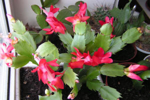 Shlumbergera Truncatus