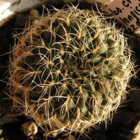 Sulcorebutia crispata f. longispina