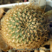 Sulcorebutia oenantha RH818