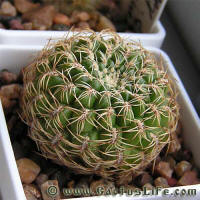 Sulcorebutia purpurea HS25