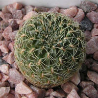 Sulcorebutia cardenasiana HS41