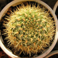 Sulcorebutia flavissima