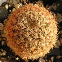 Sulcorebutia flavissima