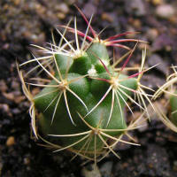 Thelocactus heterochromus SB 564