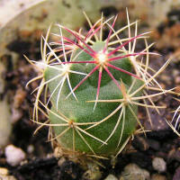 Thelocactus heterochromus SB 564