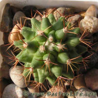 Thelocactus lophothele Lau1006