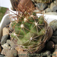 Thelocactus tulensis v. longispinum