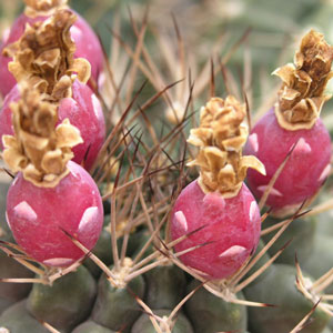 Gymnocalycium schickendantzii