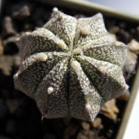 Astrophytum AsCo