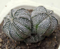 Astrophytum NivAs