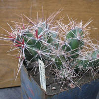 Corynopuntia invicta