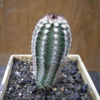 Echinocereu oklahomensis Fh408