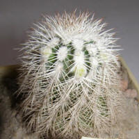 Echinocereus baileyi albispinus