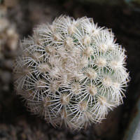 Echinocereus carmenensis
