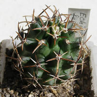 Echinocereus fendleri kuenzleri SB353