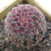 Echinocereus rigidissimus v. rubispinus