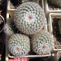 Mammillaria albilanata
