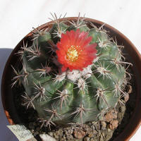 Parodia subterranea