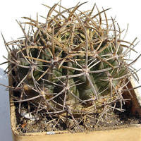 Pyrrhocactus_horridus