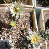 Turbinicarpus flaviflorus